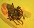 Fossil Spider (Aranea) and Prey In Baltic Amber #48227-1